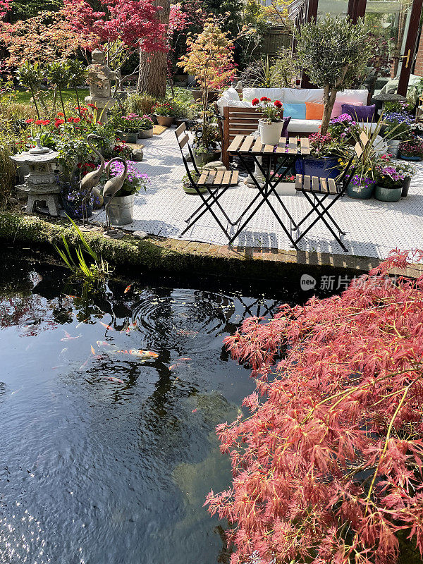 Image of home exterior, garden white, interconnecting, white plastic decking tile patio by house with folding table and chairs beside koi pond with red Japanese maple, Shubunkin and koi carp fish swimming in clear water, focus on foreground